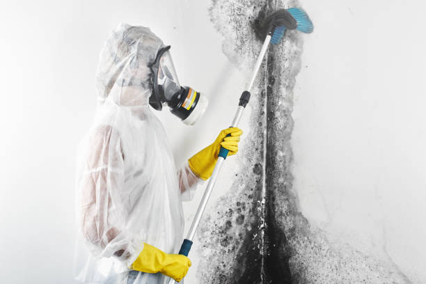 Best Crawl Space Mold Remediation  in Union Gap, WA