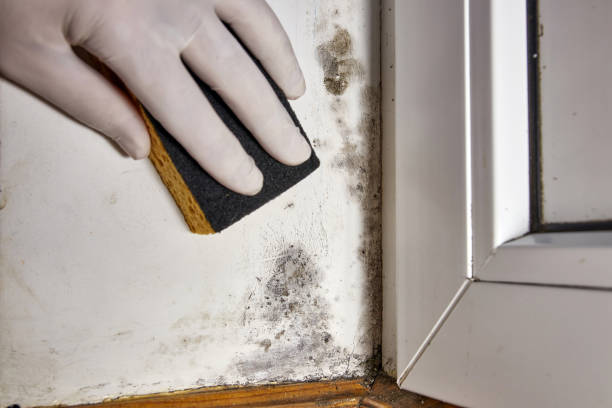 Best Real Estate Mold Inspection  in Union Gap, WA